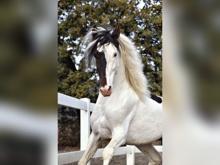PRE Croisé Étalon 4 Ans 168 cm Pinto in Granada