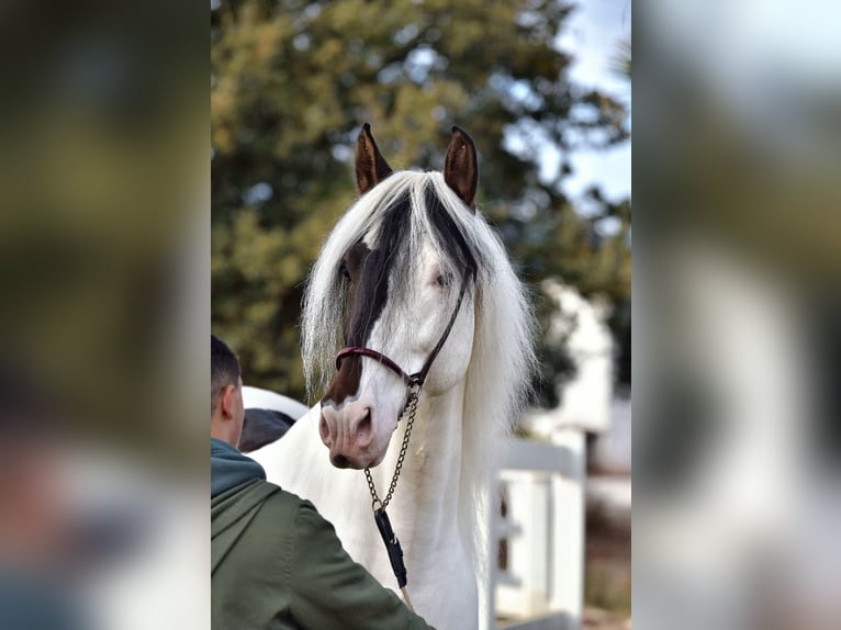 PRE Croisé Étalon 4 Ans 168 cm Pinto in Granada