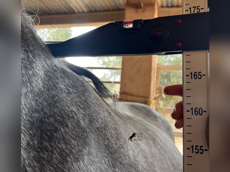 PRE Étalon 4 Ans 169 cm Gris in Mallorca