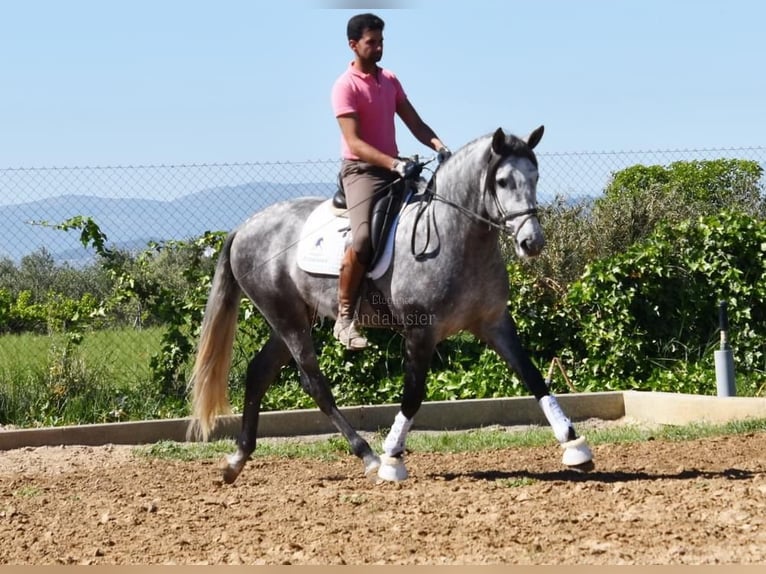 PRE Étalon 4 Ans 169 cm Gris in Miralvalles