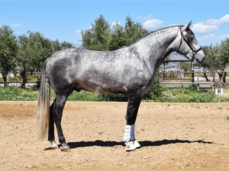 PRE Étalon 4 Ans 169 cm Gris in Miralvalles