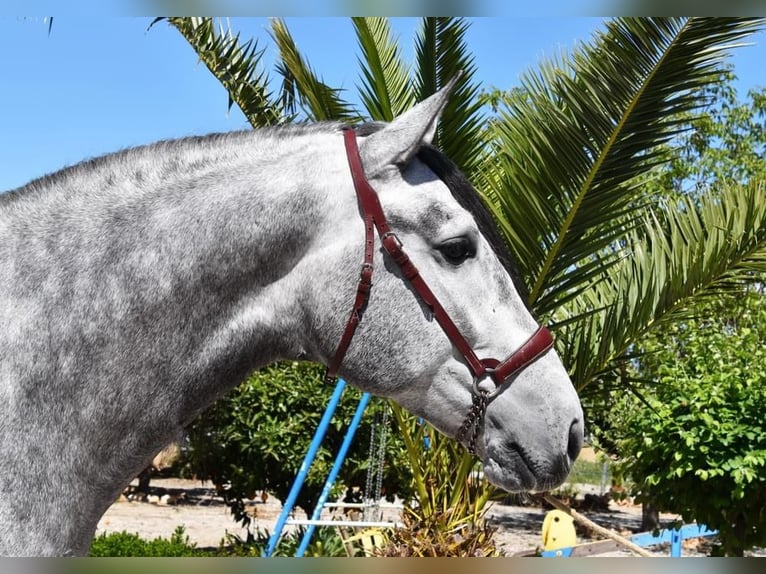 PRE Étalon 4 Ans 169 cm Gris in Miralvalles