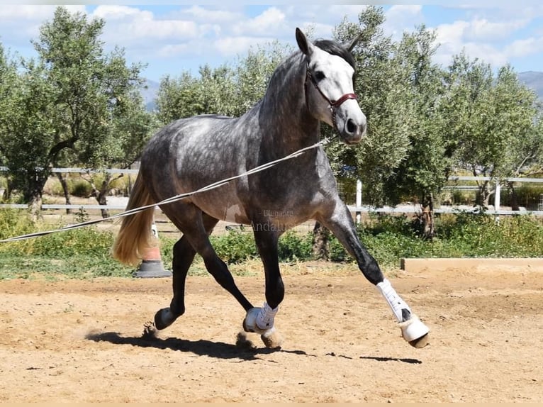 PRE Étalon 4 Ans 169 cm Gris in Miralvalles