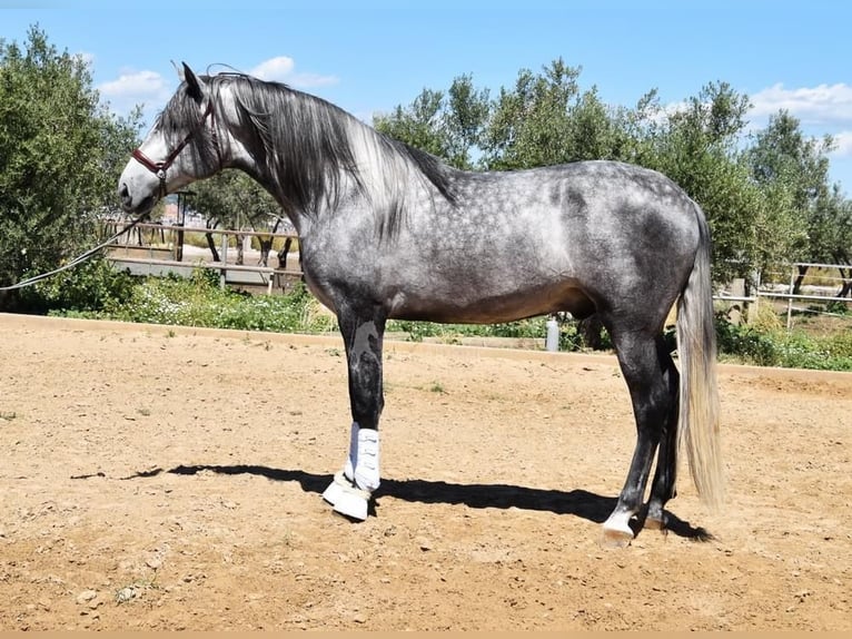 PRE Étalon 4 Ans 169 cm Gris in Miralvalles