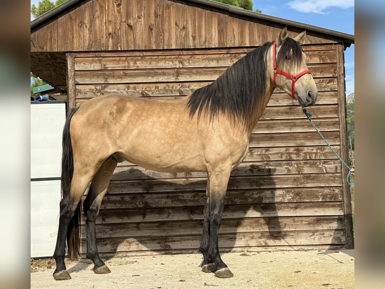 PRE Croisé Étalon 4 Ans 169 cm Isabelle in Barcelona