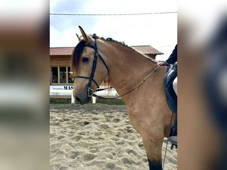 PRE Croisé Étalon 4 Ans 169 cm Isabelle in Barcelona