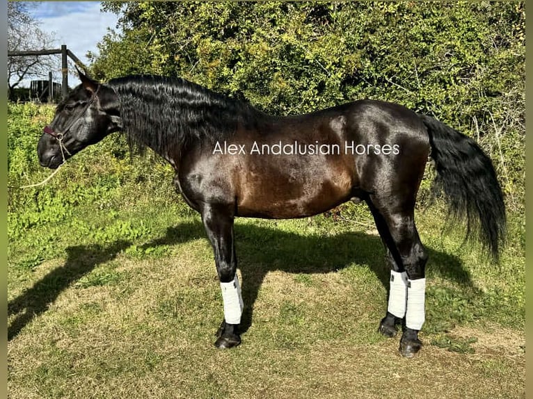 PRE Croisé Étalon 4 Ans 169 cm Noir in Sevilla