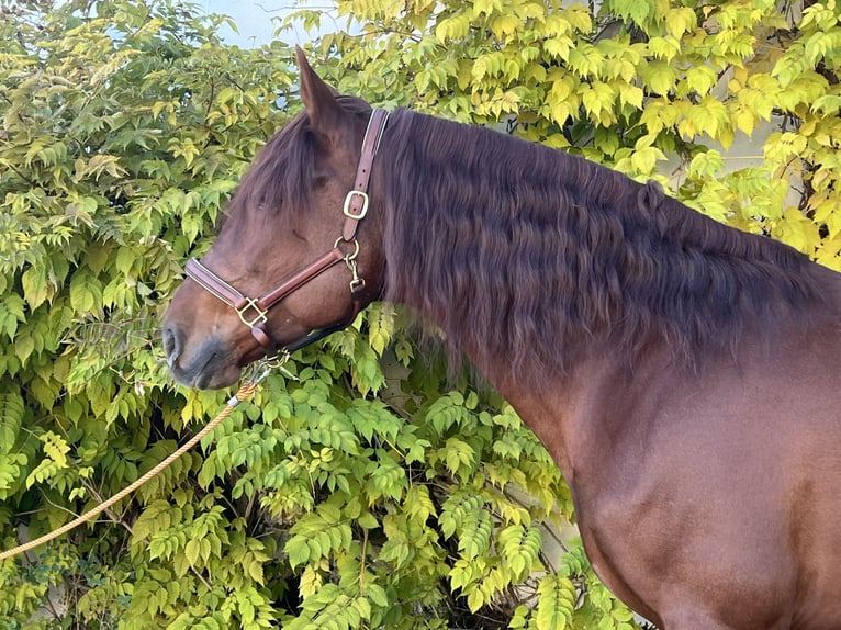 PRE Étalon 4 Ans 170 cm Alezan in Albacete