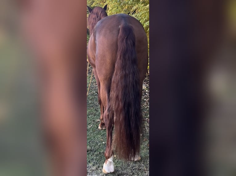 PRE Étalon 4 Ans 170 cm Alezan in Albacete