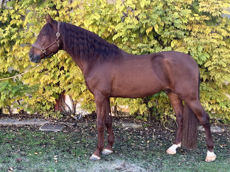 PRE Étalon 4 Ans 170 cm Alezan in Albacete