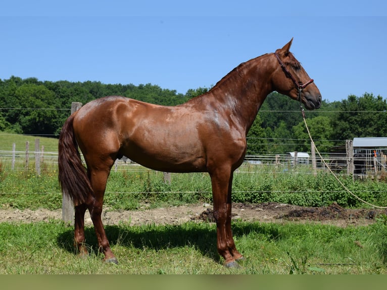 PRE Étalon 4 Ans 170 cm Alezan in CAUMONT