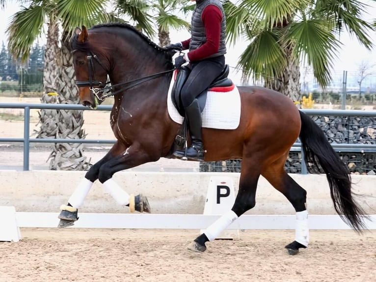 PRE Croisé Étalon 4 Ans 170 cm Bai in Navas Del Madroño