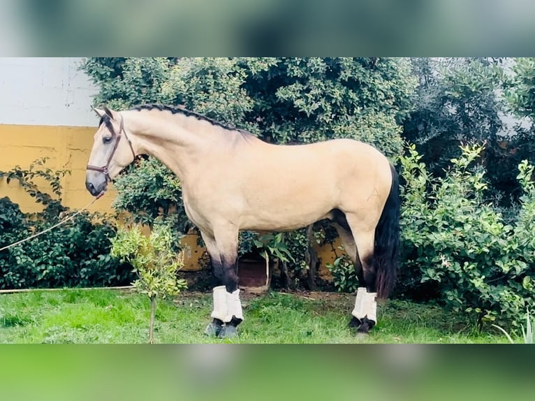 PRE Croisé Étalon 4 Ans 170 cm Buckskin in Barcelona