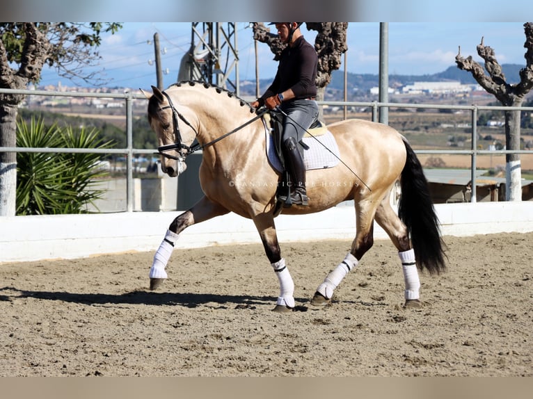 PRE Croisé Étalon 4 Ans 170 cm Buckskin in Santa Perpetua de Mogoda