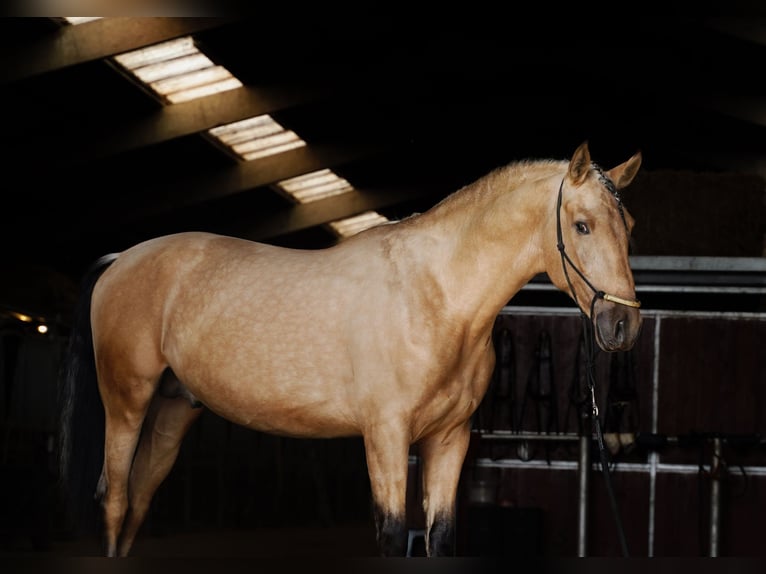 PRE Croisé Étalon 4 Ans 170 cm Buckskin in HEUVELLAND