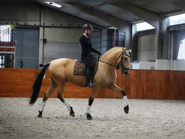 PRE Croisé Étalon 4 Ans 170 cm Buckskin in HEUVELLAND