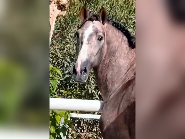 PRE Croisé Étalon 4 Ans 170 cm Gris (bai-dun) in Sevilla