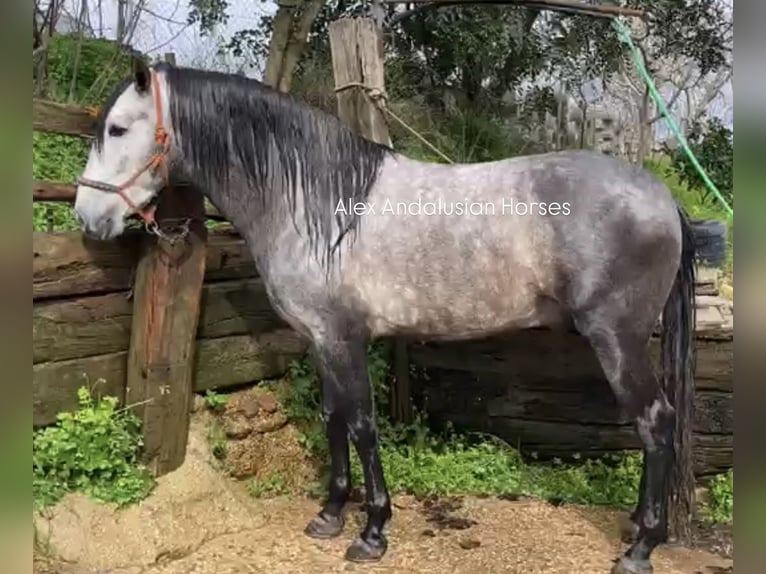 PRE Croisé Étalon 4 Ans 170 cm Gris in Sevilla
