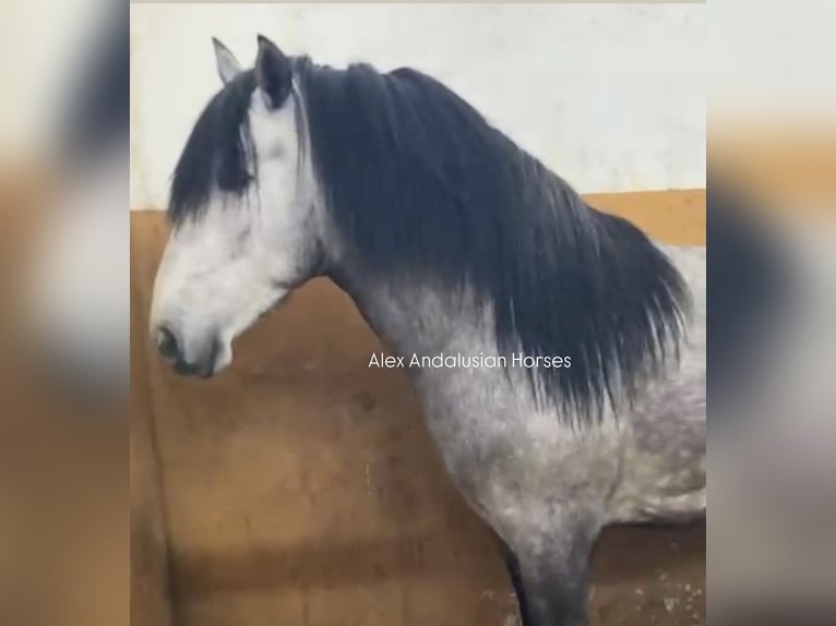 PRE Croisé Étalon 4 Ans 170 cm Gris in Sevilla
