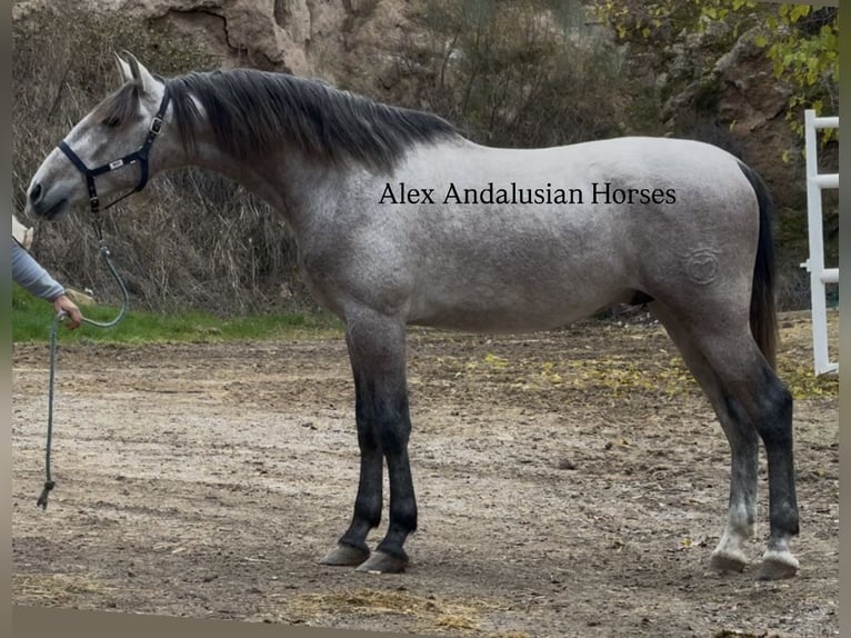 PRE Croisé Étalon 4 Ans 170 cm Gris in Sevilla