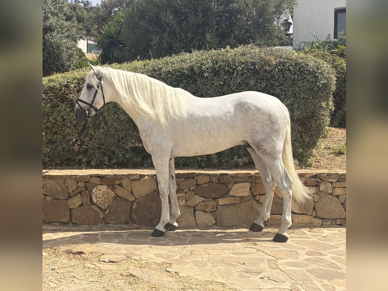 PRE Croisé Étalon 4 Ans 170 cm Gris in Villanueva De La Concepcion