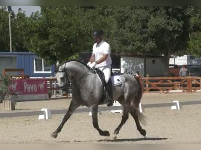 PRE Étalon 4 Ans 170 cm Gris in Tarifa