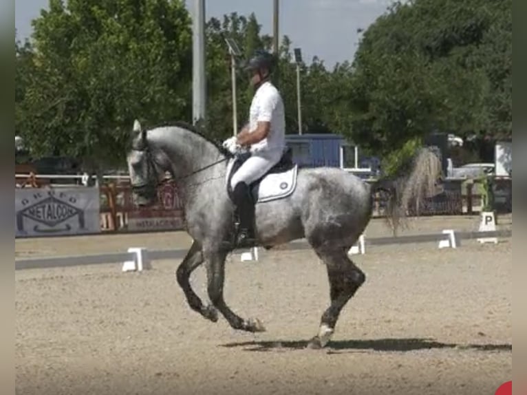 PRE Étalon 4 Ans 170 cm Gris in Tarifa