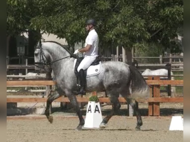 PRE Étalon 4 Ans 170 cm Gris in Tarifa