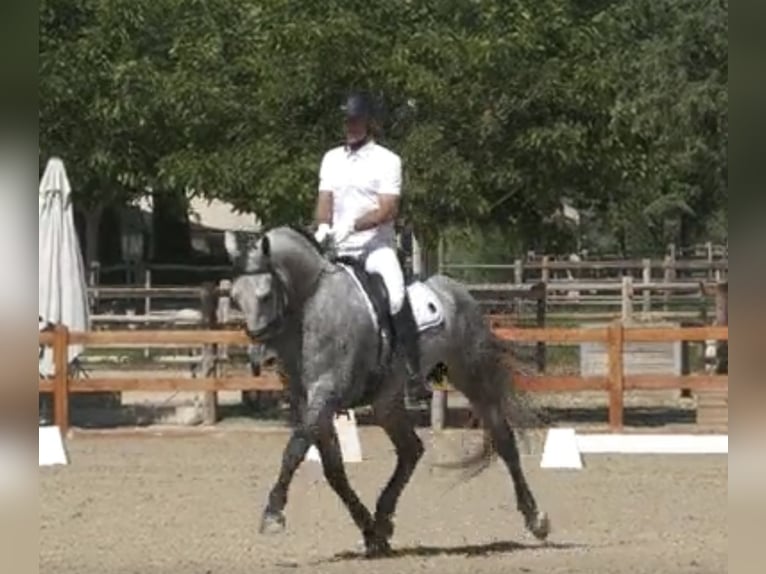 PRE Étalon 4 Ans 170 cm Gris in Tarifa