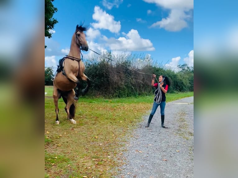 PRE Croisé Étalon 4 Ans 170 cm Isabelle in Maisonnais