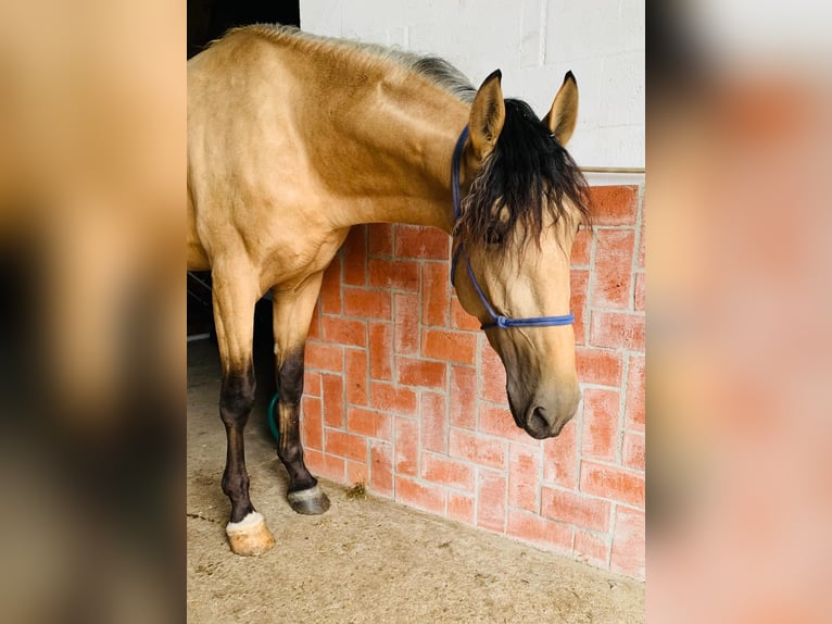 PRE Croisé Étalon 4 Ans 170 cm Isabelle in Maisonnais