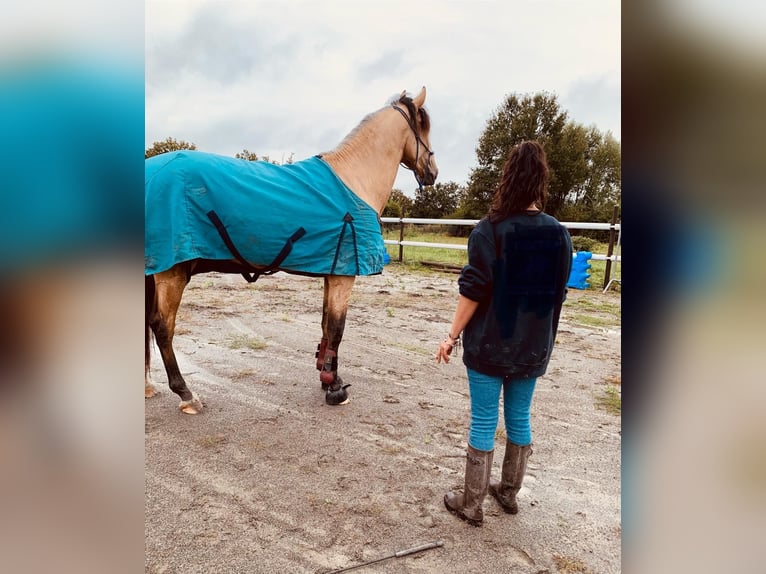 PRE Croisé Étalon 4 Ans 170 cm Isabelle in Maisonnais