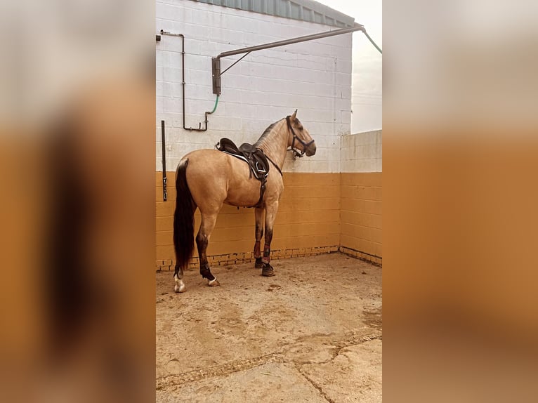 PRE Croisé Étalon 4 Ans 170 cm Isabelle in Maisonnais