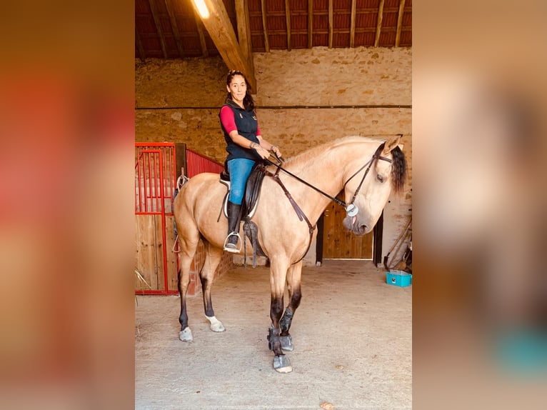 PRE Croisé Étalon 4 Ans 170 cm Isabelle in Maisonnais