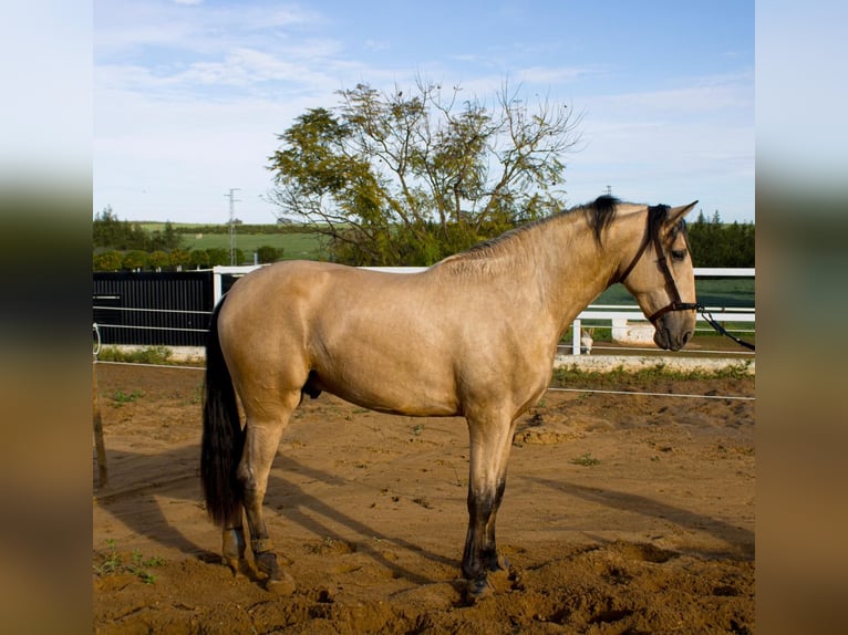 PRE Croisé Étalon 4 Ans 170 cm Isabelle in Maisonnais