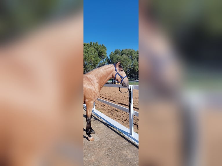 PRE Croisé Étalon 4 Ans 170 cm Isabelle in Maisonnais