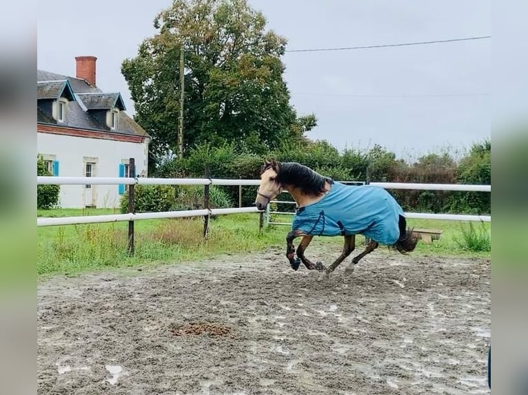 PRE Croisé Étalon 4 Ans 170 cm Isabelle in Maisonnais