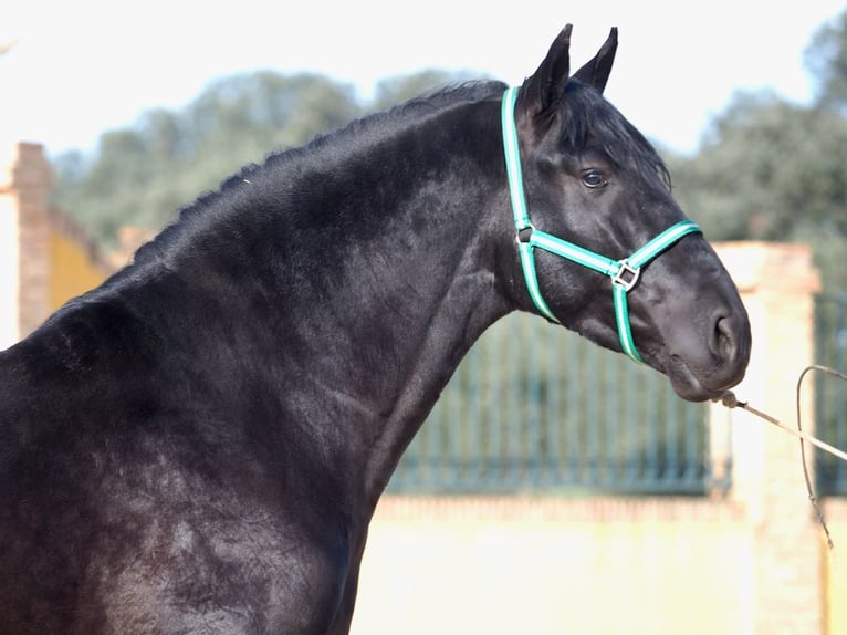 PRE Croisé Étalon 4 Ans 170 cm Noir in NAVAS DEL MADRONO