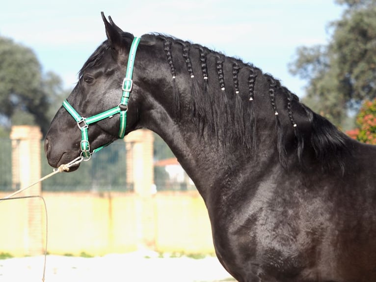 PRE Croisé Étalon 4 Ans 170 cm Noir in NAVAS DEL MADRONO