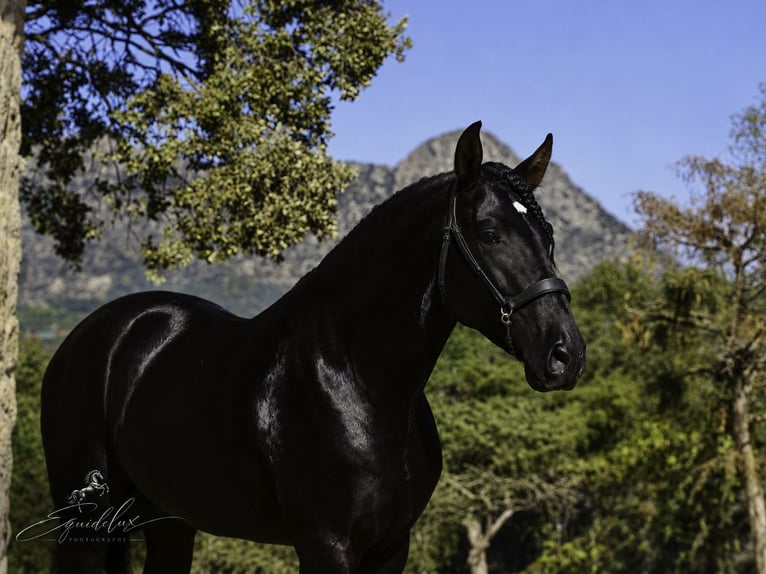 PRE Croisé Étalon 4 Ans 170 cm Noir in MADRID