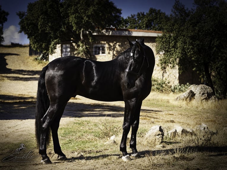PRE Croisé Étalon 4 Ans 170 cm Noir in MADRID