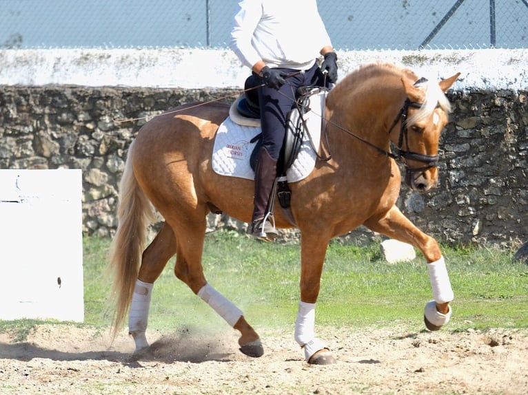 PRE Croisé Étalon 4 Ans 170 cm Palomino in NAVAS DEL MADRONO