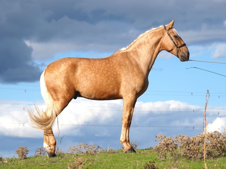 PRE Croisé Étalon 4 Ans 170 cm Palomino in NAVAS DEL MADRONO