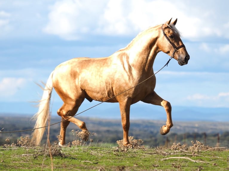 PRE Croisé Étalon 4 Ans 170 cm Palomino in NAVAS DEL MADRONO