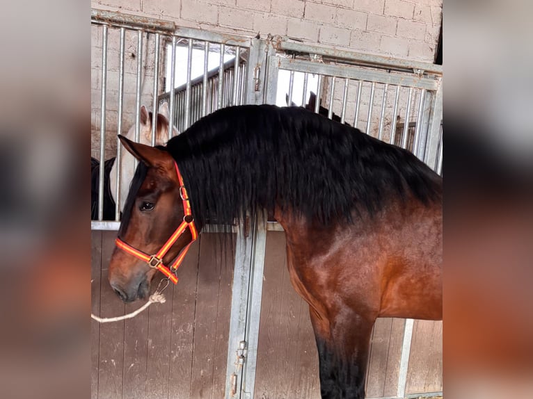 PRE Étalon 4 Ans 171 cm Bai in Granada
