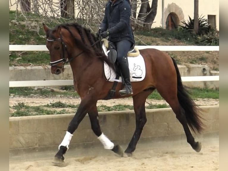 PRE Croisé Étalon 4 Ans 171 cm Bai in Barcelona