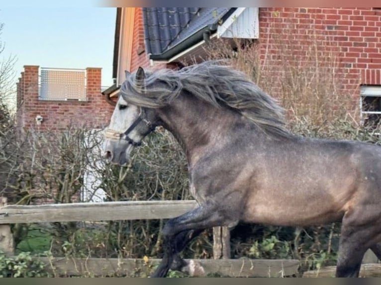 PRE Étalon 4 Ans 171 cm Gris in Münster