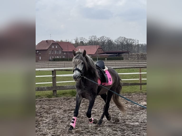 PRE Étalon 4 Ans 171 cm Gris in Münster