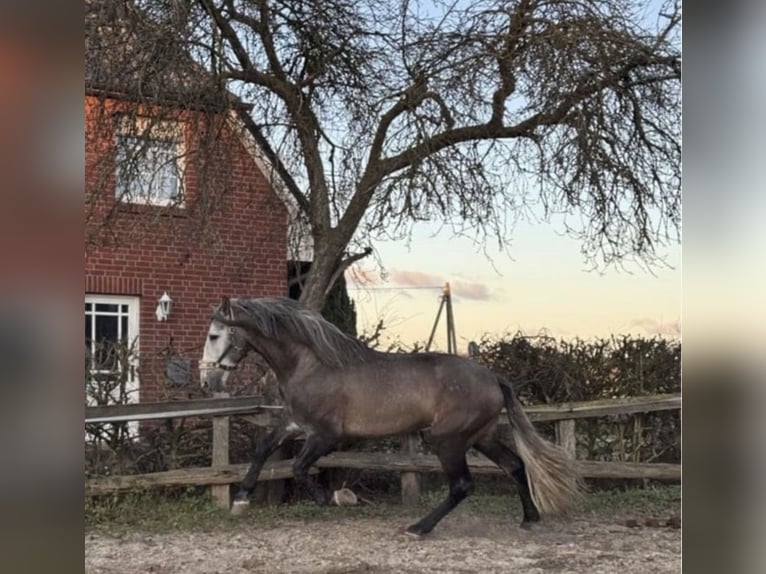 PRE Étalon 4 Ans 171 cm Gris in Münster