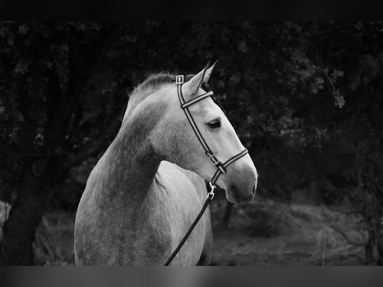 PRE Croisé Étalon 4 Ans 171 cm Gris pommelé in MADRID , LA CABRERA